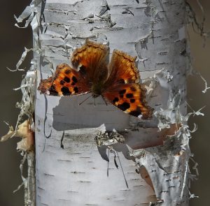 Compton Tortoiseshell butterfly basking on its host plant; a White Birch tree.