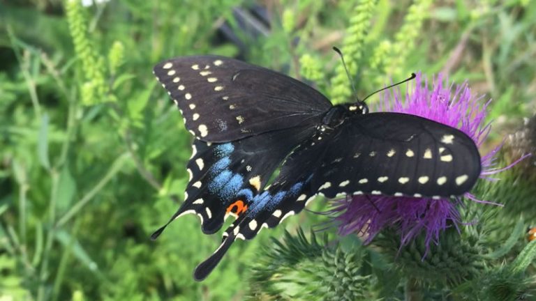 Butterfly Gardening in Ottawa